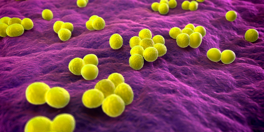 mrsa bacteria